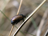 gaasebille