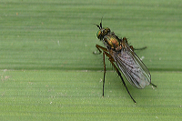 kedeligflue