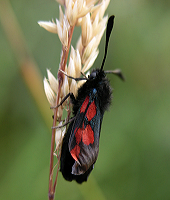 koellesvaermer