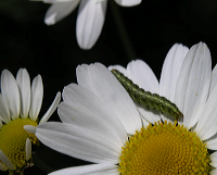 larve