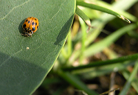 mariehoene_genert