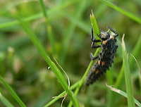 mariehoenelarve