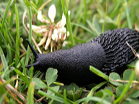 snegl