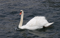 svane