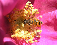 svirreflue_hyben