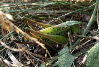 vortebider